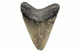 Juvenile Megalodon Tooth - South Carolina #204716-1
